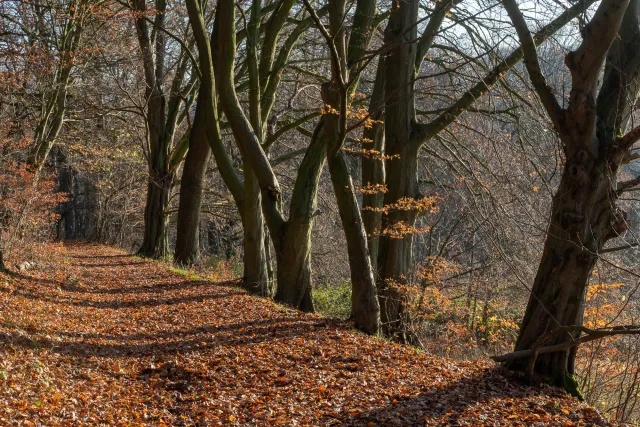 Powerful beech forests on the paths in the Hanfcreek valley