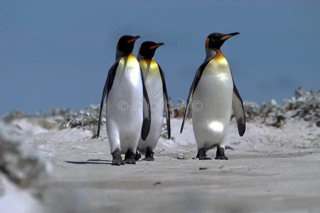 Königspinguin am Volunteerpoint, Ostinsel der Falklands