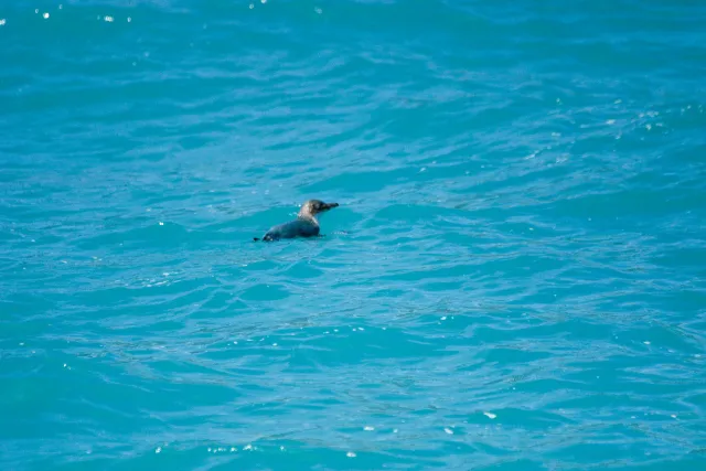 Zwergpinguin im Meer bei Neuseeland