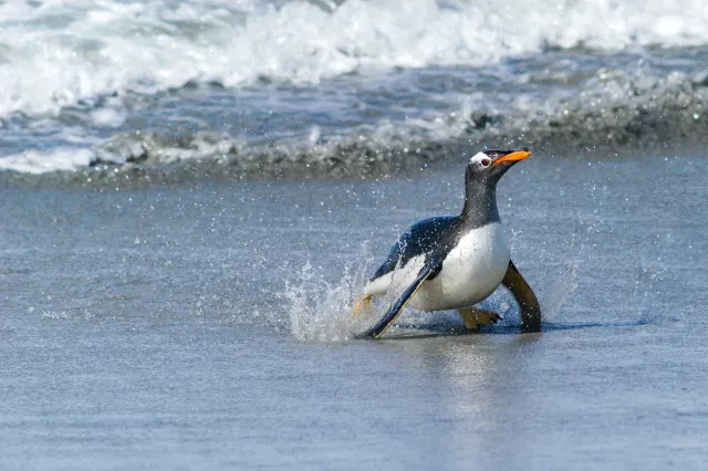 Eselspinguine am Volunteer Point, Ostfalkland