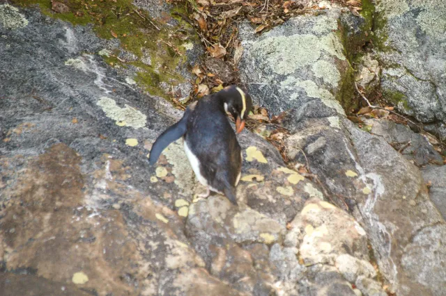 Fiordland penguins on the South Island of New Zealand