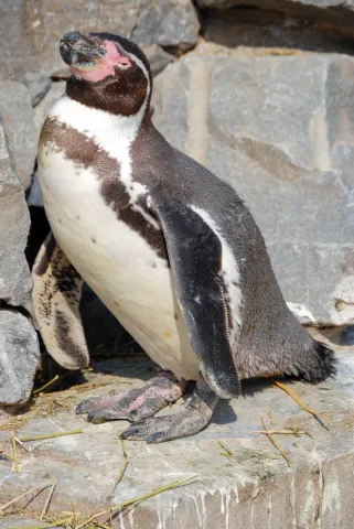 Humboldtpinguin (Mit freundlicher Genehmigung des Kölner Zoos)