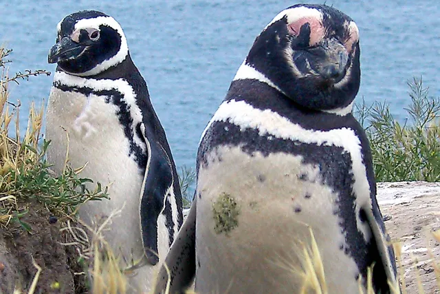 Magellanic penguins in Argentina