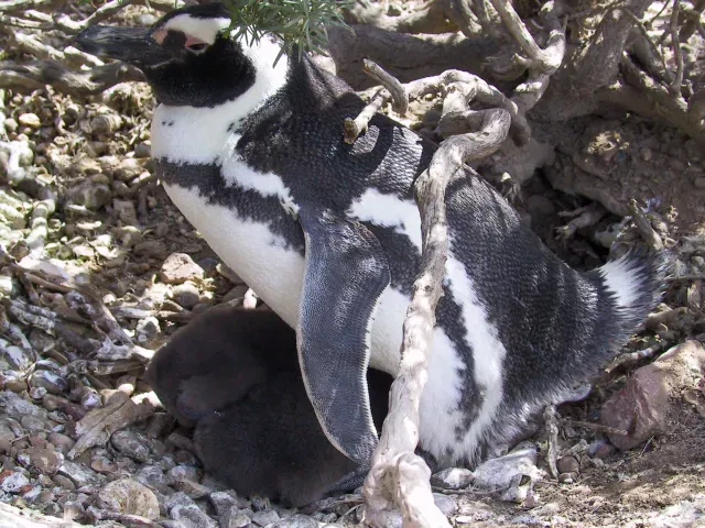 Magellanic penguins in Argentina