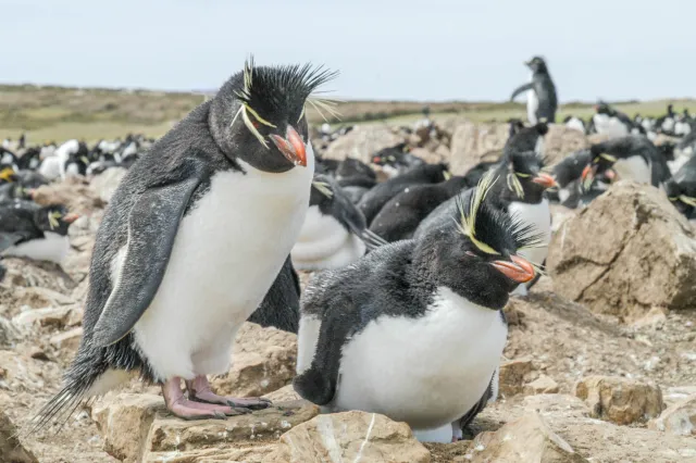 The rockhopper penguin colony on Pebble Island, one of the Falkland Islands