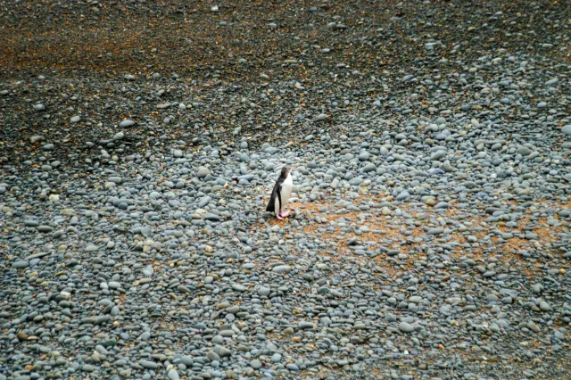 Gelbaugenpinguin auf Steinstrand