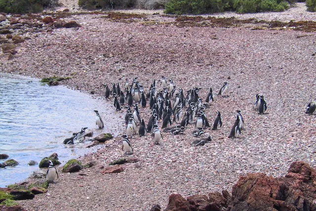 Magellan-Pinguine in Argentinien