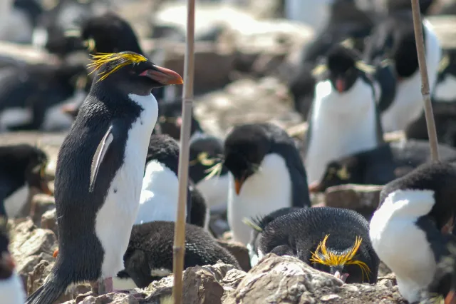 Macaroni Penguin on Pebble Island