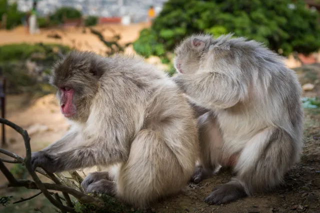 Japanese macaque in Arashiyama