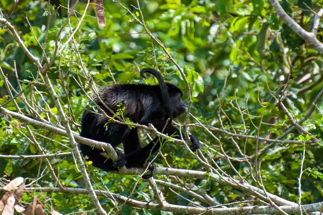 Howler monkeys on the Panama Canal