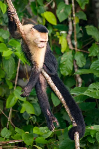 Panama-Kapuzineraffe am Panamakanal