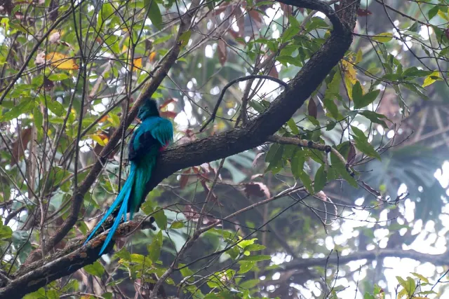 Quetzal in the jungle near Boquete