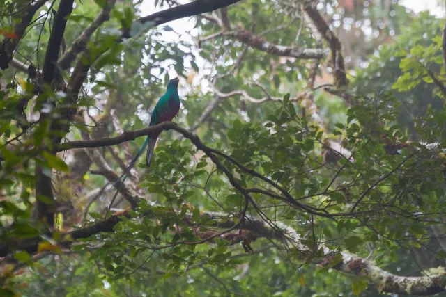 Quetzal in the jungle near Boquete