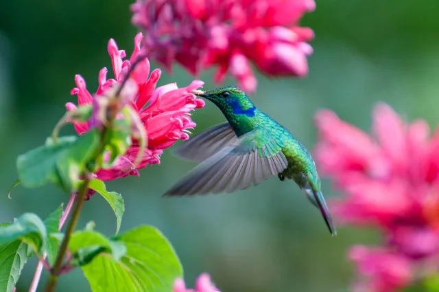 Veilchenohrkolibris in Boquete, Panama