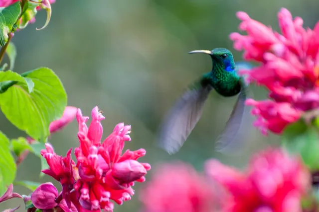 Violet ear hummingbirds in Boquete, Panama