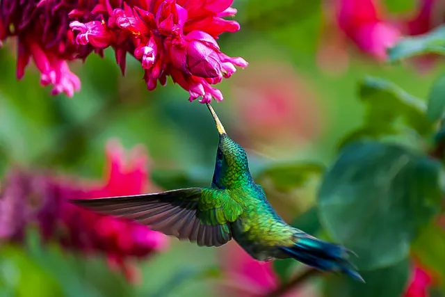 Violet ear hummingbirds in Boquete, Panama