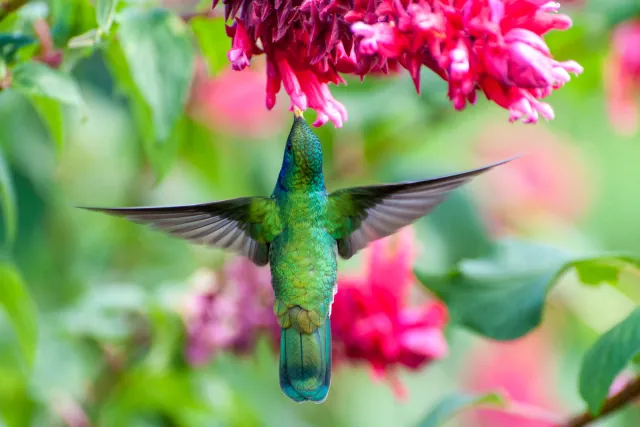 Violet ear hummingbirds in Boquete, Panama