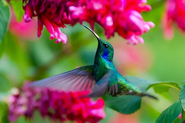 Violet ear hummingbirds in Boquete, Panama