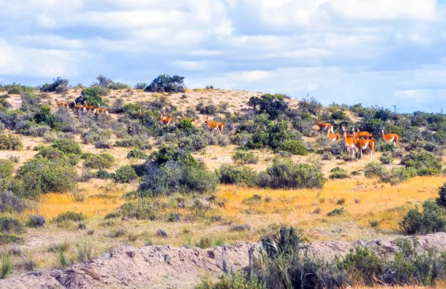 Guanakos auf Valdes