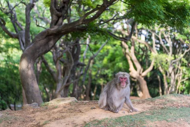 Japanese macaque in Arashiyama