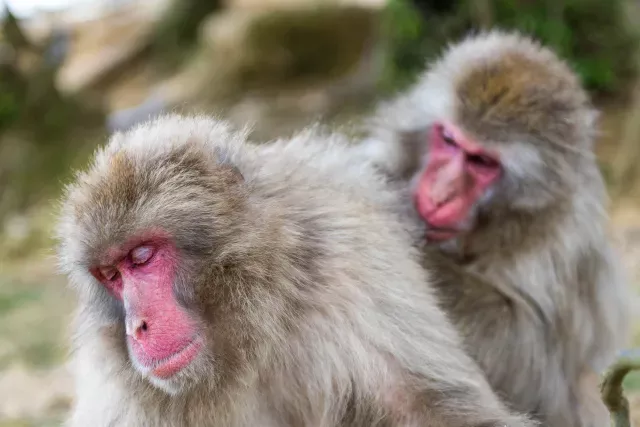 Japanese macaque in Arashiyama