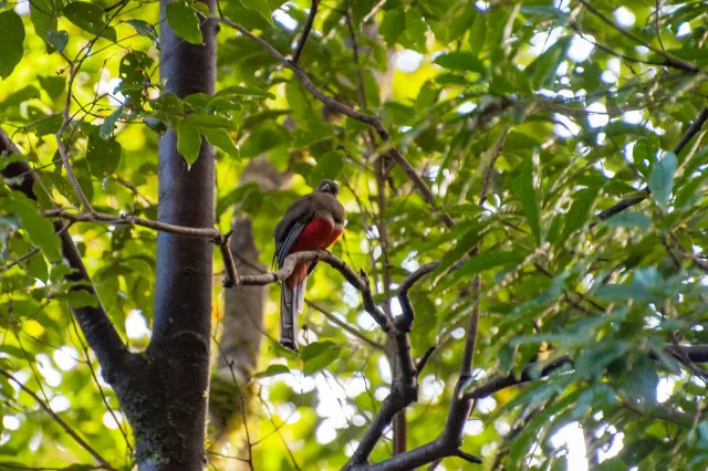 Bergtrogon im Urwald von Boquete, Panama