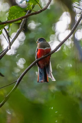 Bergtrogon im Urwald von Boquete, Panama