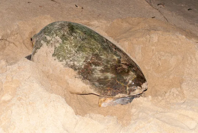 Leatherback turtle on Maputaland beach