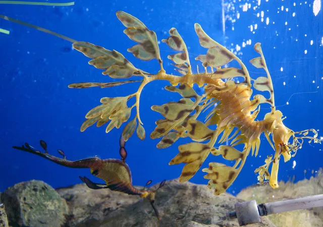 Weedy seadragon