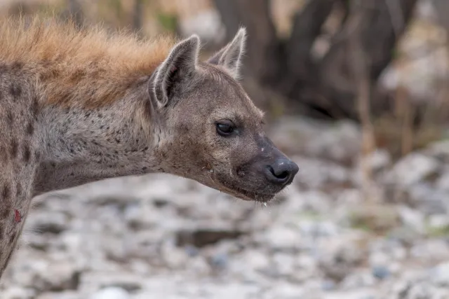 Spotted hyenas in the Etoshapark