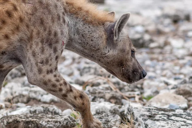 Spotted hyenas in the Etoshapark