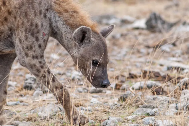 Spotted hyenas in the Etoshapark