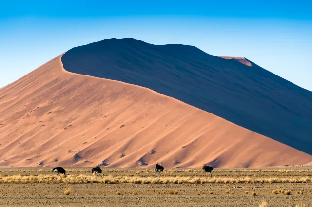 The dune landscape around Dune 45 in the Namib