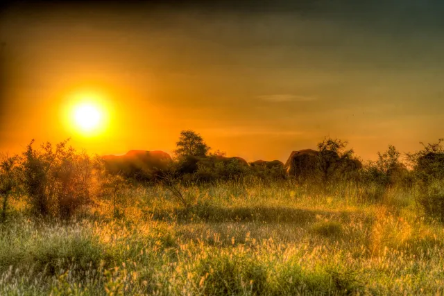 Herd of elephants at sunset in Kruger National Park