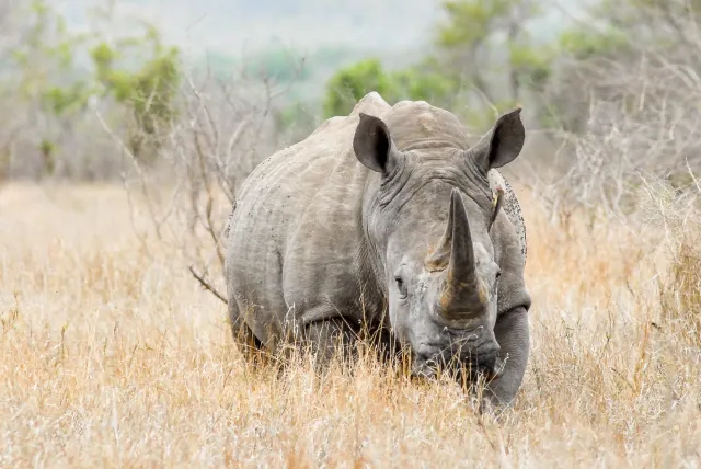 White rhinos in South Africa