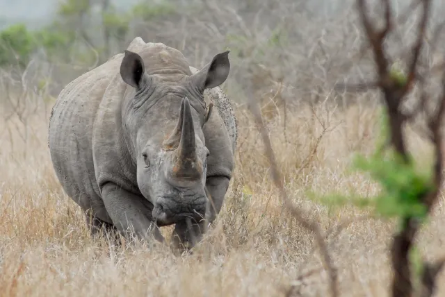 White rhinos in South Africa