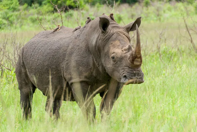 Breitmaulnashörner in Südafrika