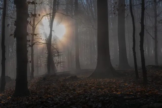 Sonne und Nebel im Buchenwald