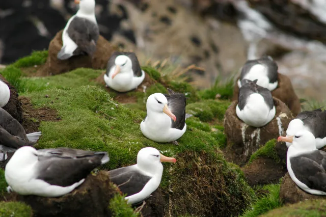 Black-browed albatrosses in the Falklands