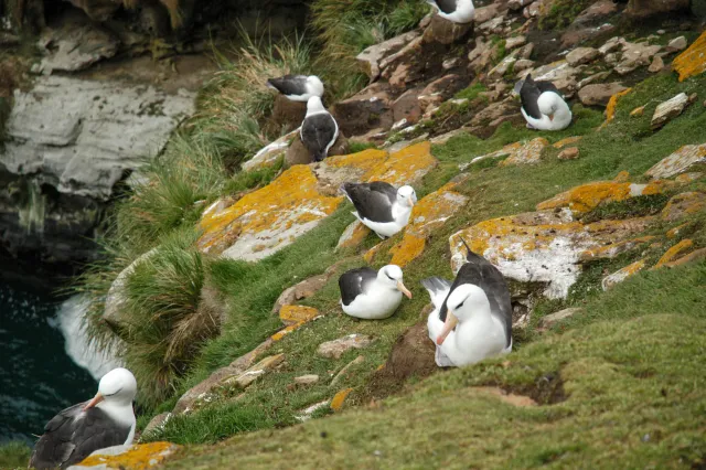 Black-browed albatrosses in the Falklands