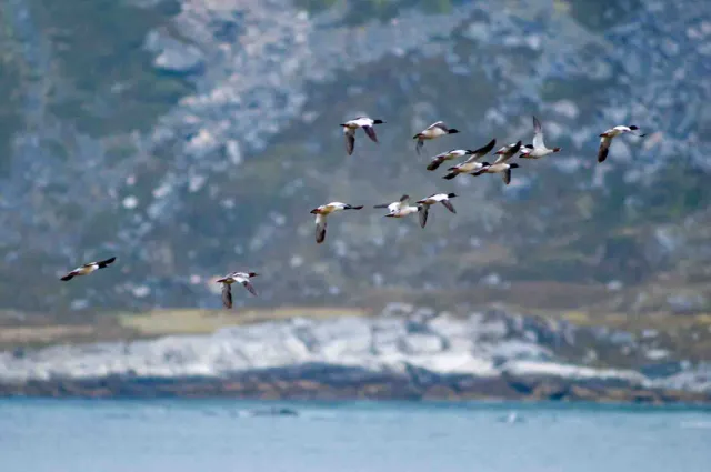 Gänsesäger (Mergus merganser) auf den Lofoten