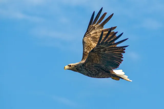 Seeadler auf den Lofoten