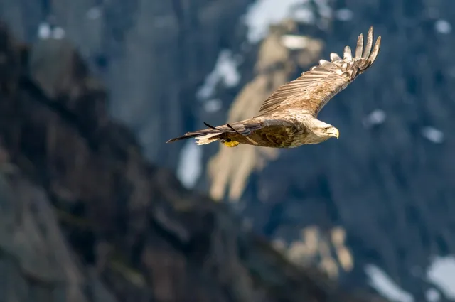 White-tailed eagles over the Trollfjord