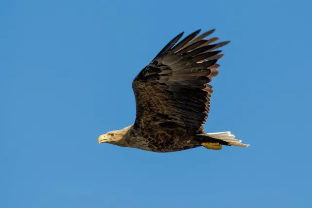 White-tailed eagles over the Trollfjord