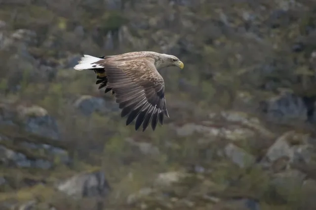 White-tailed eagles over the Trollfjord