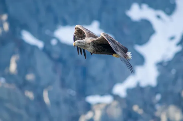 White-tailed eagles over the Trollfjord