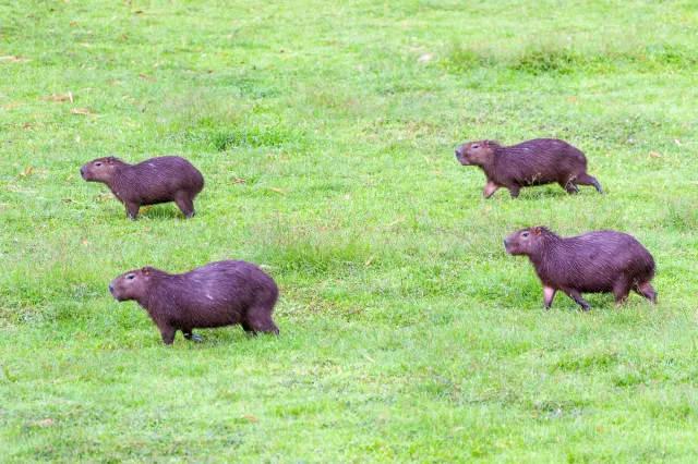 Capybara oder Wasserschwein (Hydrochoerus hydrochaeris)