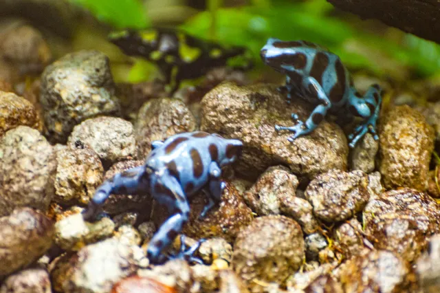 Goldbaumsteiger (Dendrobates auratus)