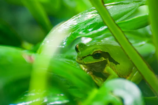 Rana Arboricola Enmascarada or Masked Treefrog (Smilisca phaeota)