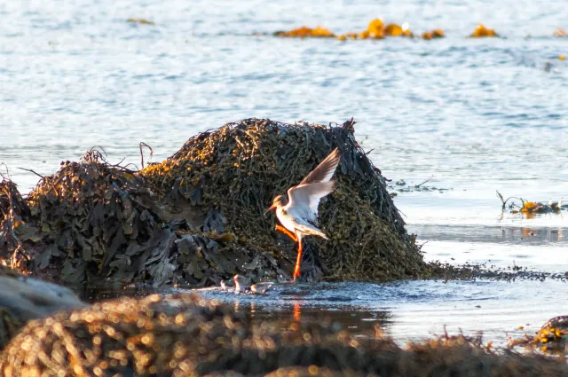 Redshank in "Action"